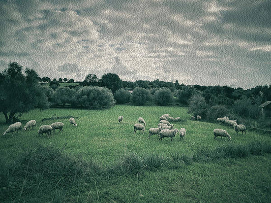 Sheep In The Meadow-oil effect - Art Print