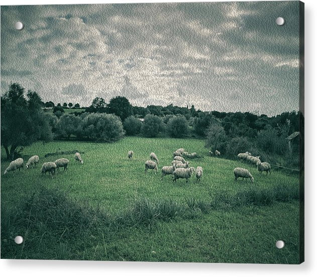 Sheep In The Meadow-oil effect - Acrylic Print