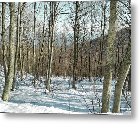 Snowy Forest - Metal Print