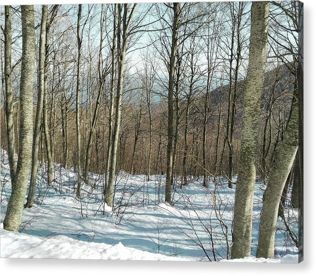 Snowy Forest - Acrylic Print