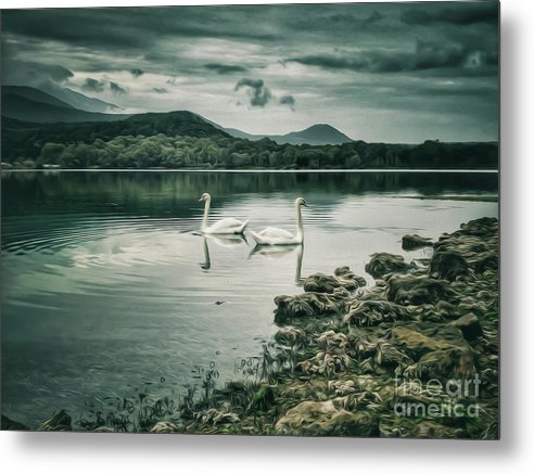Swans in the lake - Metal Print