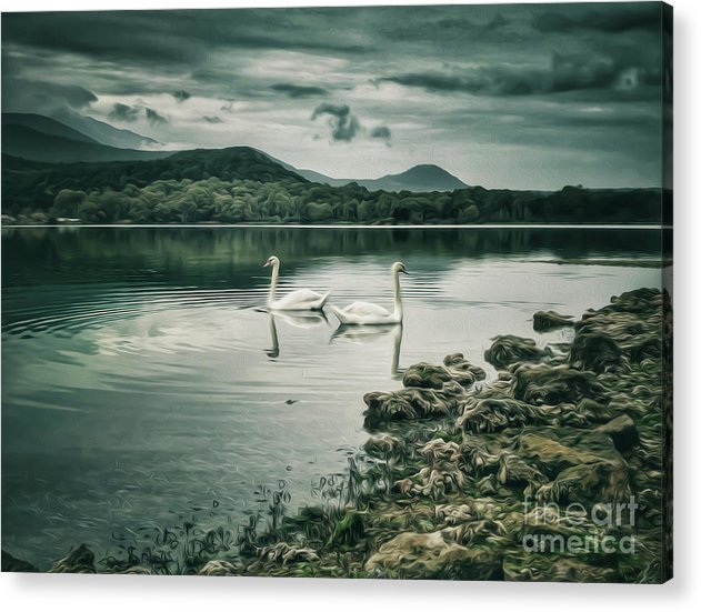 Swans in the lake - Acrylic Print