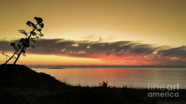 Tree against the sunset - Art Print