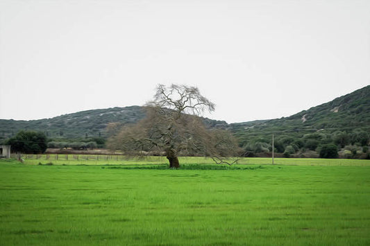 Tree In The Meadow - Art Print