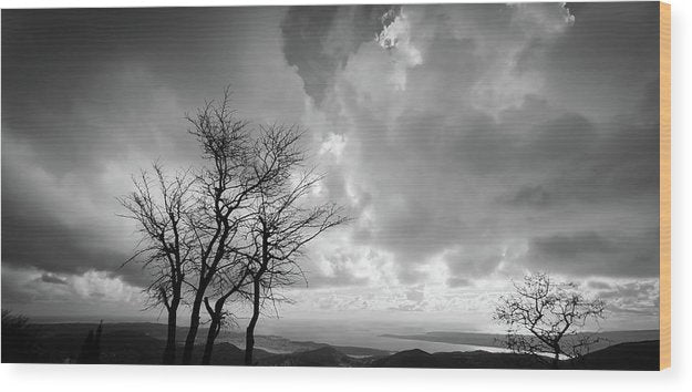 Tree in winter black and white - Wood Print
