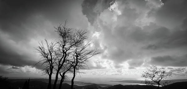 Tree in winter black and white - Art Print