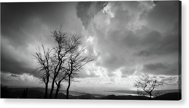 Tree in winter black and white - Acrylic Print