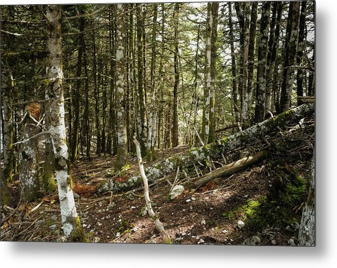 Κορμοί δέντρων στο δάσος - Μεταλλική εκτύπωση