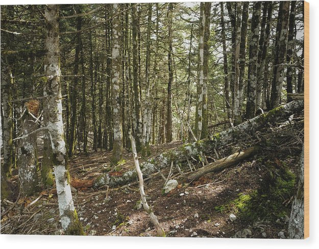 Κορμούς δέντρων στο δάσος - Ξύλο τύπωμα