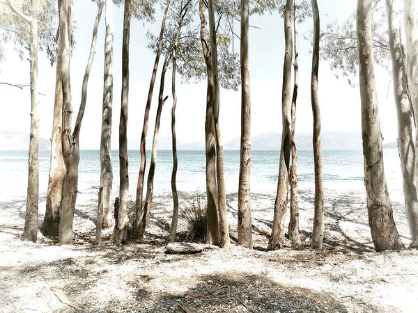 Tree Trunks On The Beach - Art Print
