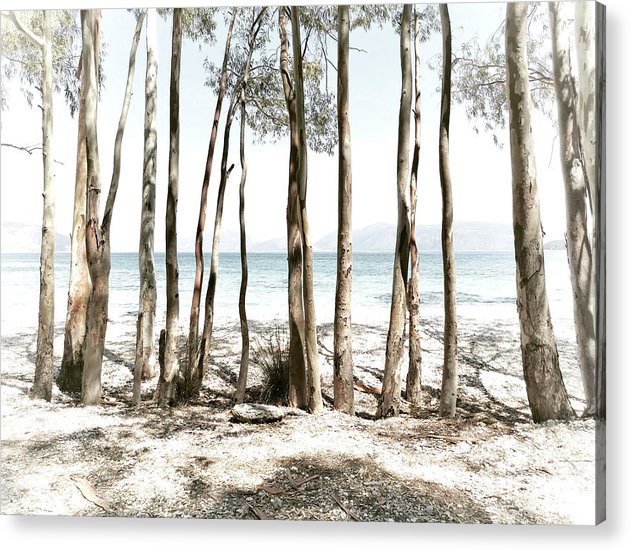 Tree Trunks On The Beach - Acrylic Print