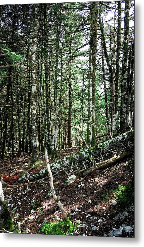 Δέντρα στο δάσος - Μεταλλική εκτύπωση