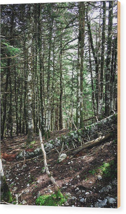 Δέντρα στο δάσος - Ξύλο εκτύπωσης