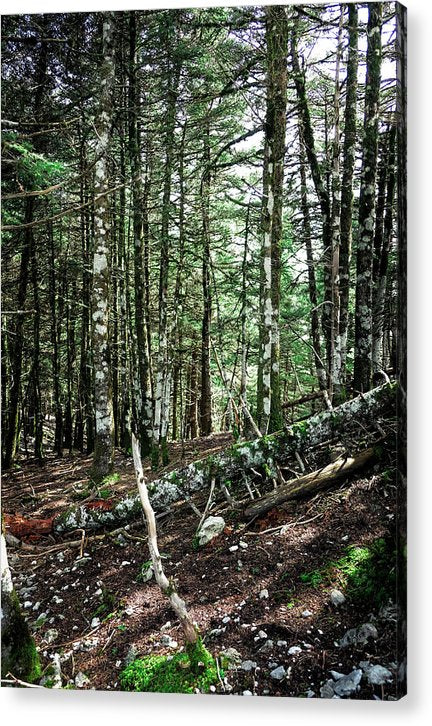 Bäume im Wald - Acrylbild