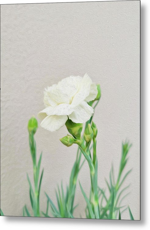 White Carnation - Metal Print