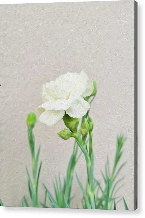Weiße Nelke - Acrylbild