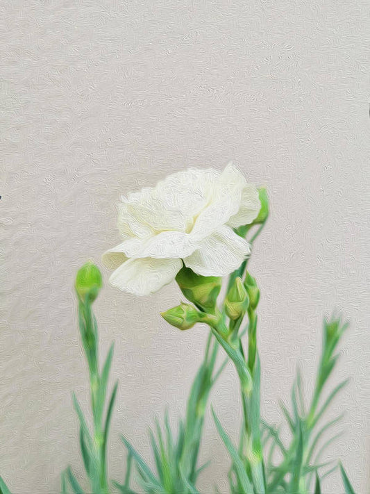 White Carnation - Art Print