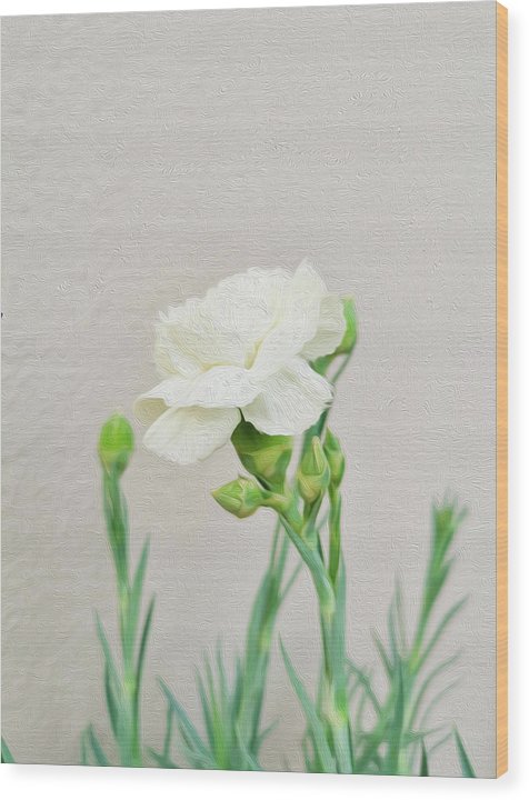 White Carnation - Wood Print
