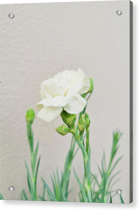 Weiße Nelke - Acrylbild